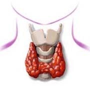 щитовидная железа рисунок
